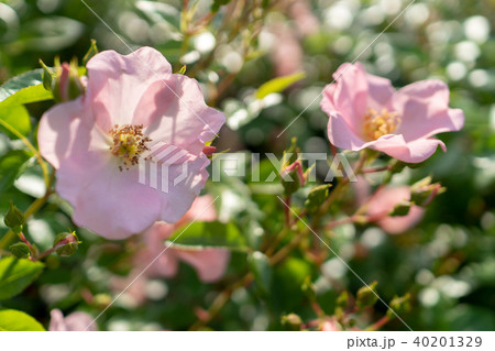 バラの花 40201329