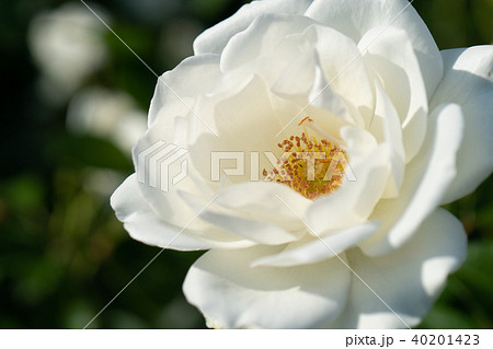 バラの花 40201423