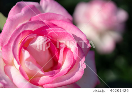 バラの花 40201426