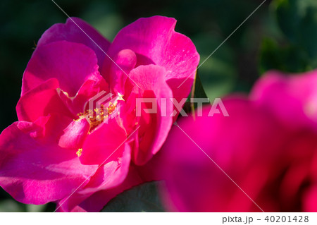 バラの花 40201428