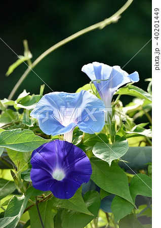 アサガオ アサガオ 40201449