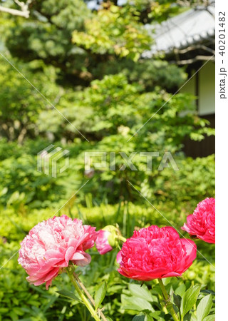 芍薬の花満開の石光寺庭園 40201482