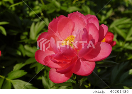 芍薬の花満開の石光寺庭園 40201486