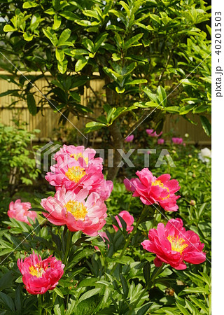 芍薬の花満開の石光寺庭園 芍薬の花満開の石光寺庭園 40201503