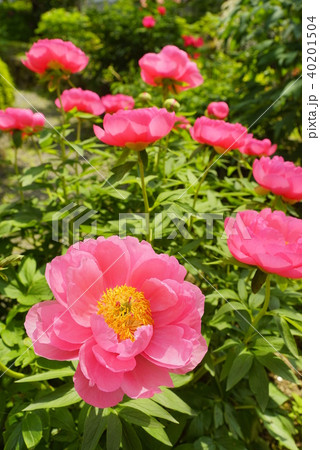 芍薬の花満開の石光寺庭園 40201504
