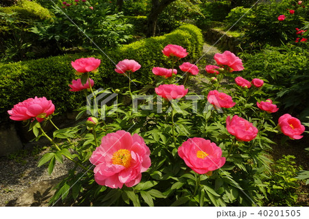 芍薬の花満開の石光寺庭園 40201505