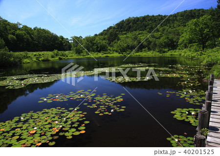 志賀高原の夏 40201525