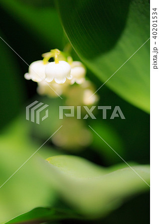 植物 花 すずらん 40201534