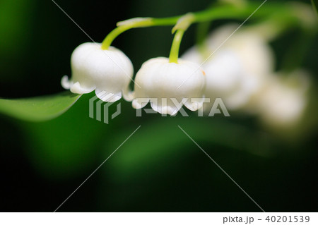 植物 花 すずらんの写真素材