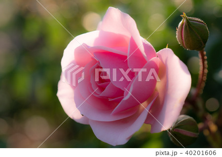 バラの花 40201606