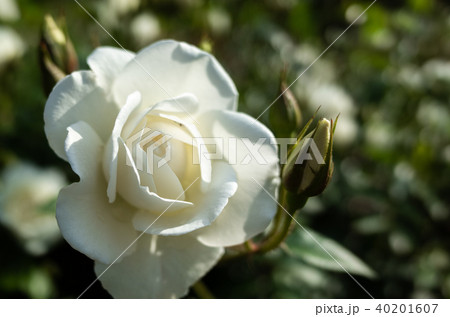 バラの花 40201607