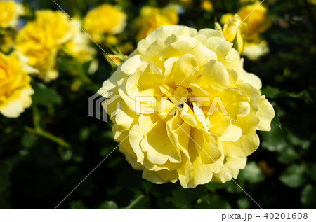 バラの花 40201608