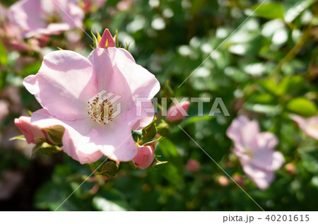 バラの花 40201615