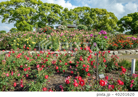 駕与丁公園バラ園 40201620