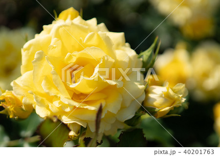 バラの花 バラの花 40201763