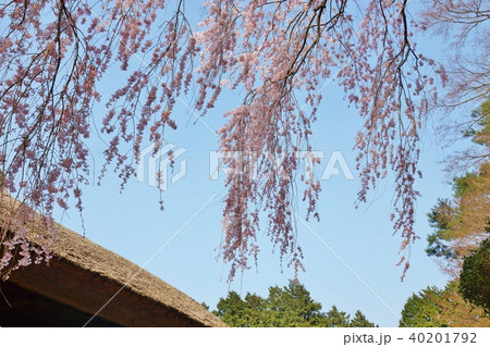 静岡県桜スポット・秩父宮記念公園の別邸母屋の藁葺き屋根に咲きかかる満開の枝垂桜・青空バック横位置 静岡県桜スポット・秩父宮記念公園の別邸母屋の藁葺き屋根に咲きかかる満開の枝垂桜・青空バック横位置 40201792