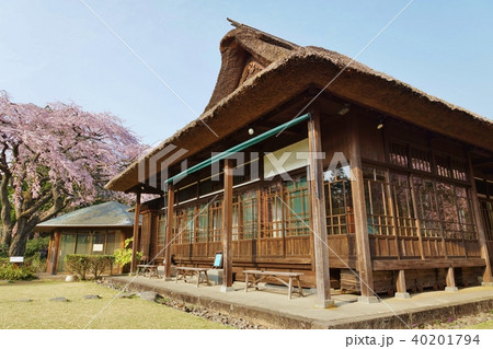 静岡県桜スポット 秩父宮記念公園の記念館側の母屋別邸脇に満開の枝垂桜 青空バック横位置の写真素材