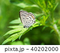クロツバメシジミ西日本亜種 クロツバメシジミ西日本亜種 40202000