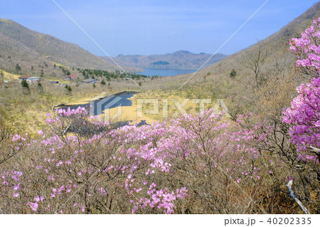 アカヤシオと赤城覚満淵１ 40202335