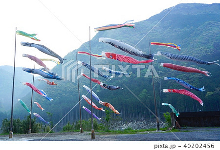鯉のぼり　和歌山県新宮市 40202456