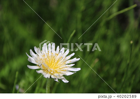 シロバナタンポポ 40202589