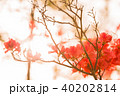 ツツジ ツツジ 40202814