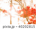 ツツジ ツツジ 40202815