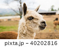 アルパカ アルパカ 40202816