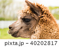 アルパカ アルパカ 40202817