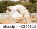 アルパカ アルパカ 40202818