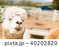 アルパカ アルパカ 40202820