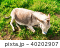 ロバ ロバ 40202907