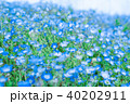ネモフィラ ネモフィラ 40202911