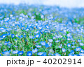 ネモフィラ ネモフィラ 40202914