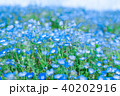 ネモフィラ ネモフィラ 40202916