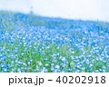 ネモフィラ ネモフィラ 40202918
