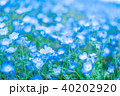 ネモフィラ ネモフィラ 40202920