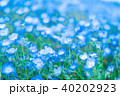 ネモフィラ ネモフィラ 40202923