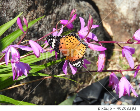 紫蘭の花に吸蜜に訪れたツマグロヒョウモン（メス） 40203293