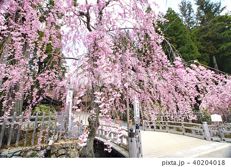 高野山金剛峯寺前　満開のしだれ桜　和歌山県伊都郡高野町 40204018