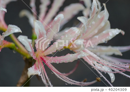 彼岸花 彼岸花 40204309