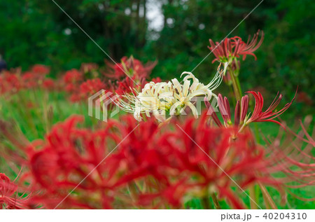 彼岸花 彼岸花 40204310