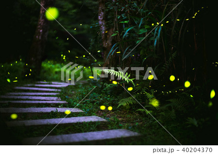 fireflies in the bush at night in taiwan fireflies in the bush at night in taiwan 40204370