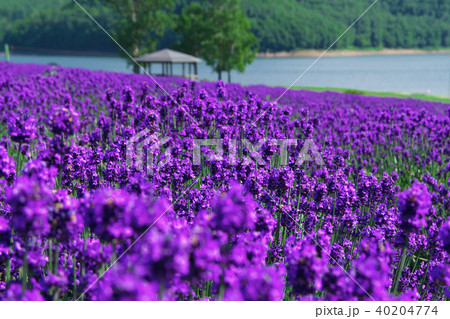 ラベンダー園 40204774