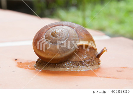 snail crawling on plant pot snail in the garden 40205339
