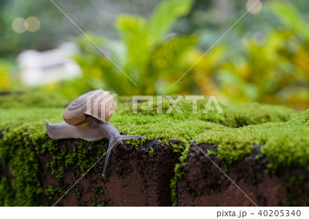 Close up snail on moss mat 40205340