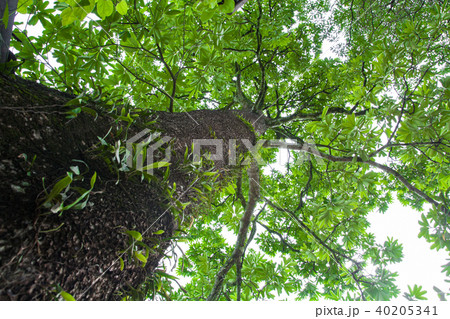 forest trees nature green wood forest trees nature green wood 40205341