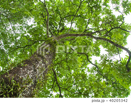 forest trees nature green wood forest trees nature green wood 40205342
