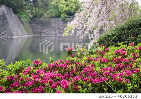 愛知県 名古屋市 名城公園 40206153
