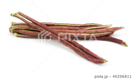 purple bean isolated purple bean isolated 40206811
